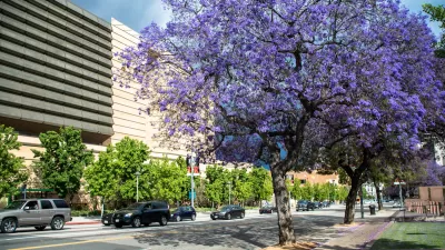 Mature jacaranda trees full of purple blooms on street in Los Angeles, California.