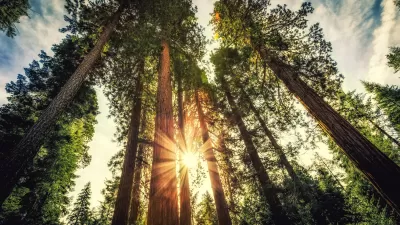 Looking up at giant sequoias in Mariposa Grove in Yosemite National Park at sunrise with sun's rays coming through trees