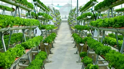 Rows of small plants being grown indoors hydroponically.