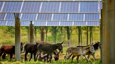 Group of donkeys walking under photovoltaic solar panels in green field.