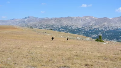 Two cows grazing in a field with Bighorn Mountains in background in Wyoming.