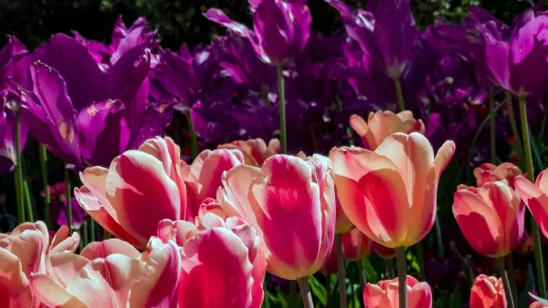 Close-up of pink tulips in bloom at Descanso Gardens, Los Angeles County.