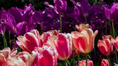 Close-up of pink tulips in bloom at Descanso Gardens, Los Angeles County.