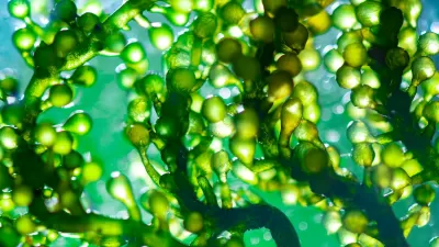 Close-up of bright green phytoplankton underwater.
