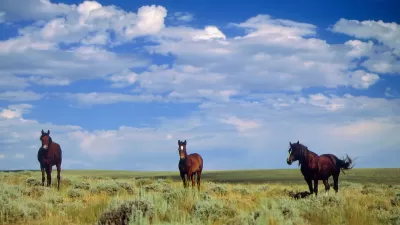 Three dark brown wild horses stand in a meadow near Farson, Wyoming.