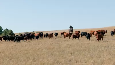 Herd of cattle grazing in field with cowboy on horse watching them.