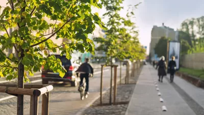 Close-up on young tree planted on urban median flanked by a sidewalk and a bike lane.
