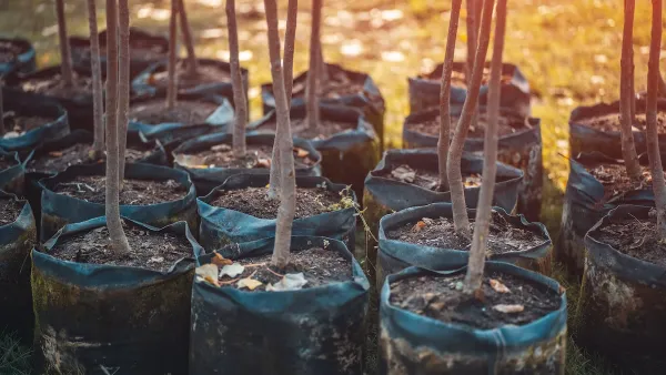 Close-up of thin trunks of young trees in pots ready to be planted.