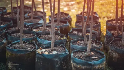 Close-up of thin trunks of young trees in pots ready to be planted.