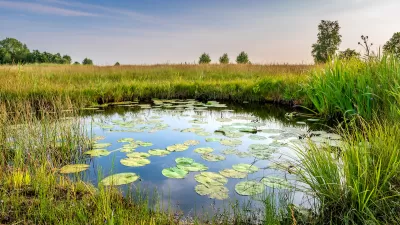 View of wetlands with lilypads at dusk.