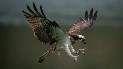 A brown-and-white bird of prey with spread wings is about to grab prey with its extended talons.