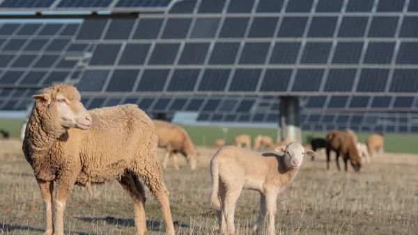 Sheep grazing in field with solar panels in background.