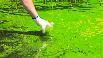 Close-up of bright green algae bloom on water surface with persons hand reaching in to take a sample in a clear plastic water bottle.