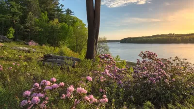 View from lakeside with green grass and pink blooming flowers
