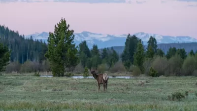 Elk stands looking over its shoulder in a meadow with snow-capped mountains in background in Rocky Mountain National Park, Colorado.