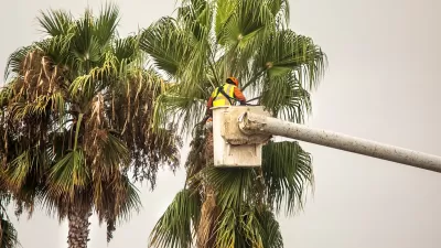 Worker trims tall palm tree.