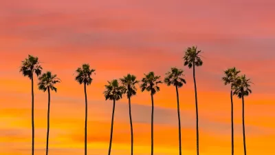 Row of tall palm trees in Los Angeles against sunset sky.