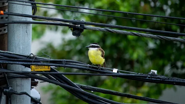 Yellow bird with black head sitting on power line.