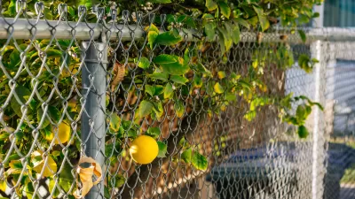 Close-up of yellow lemon growing on tree poking through chain link fence.