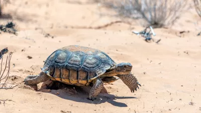 Close-up of desert tortoise in Nevada desert.