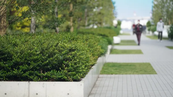 Close-up of elevated planter box in sidewalk with alternating grass and concrete patches.