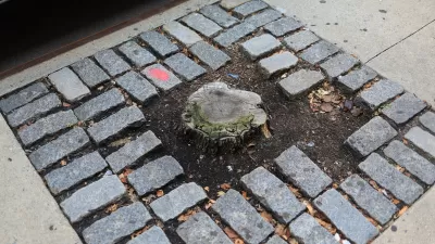 Tree stump in an urban sidewalk