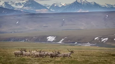 Herd of Caribou in Arctic National Wildlife Refuge in Alaska with snowy mountains in background.