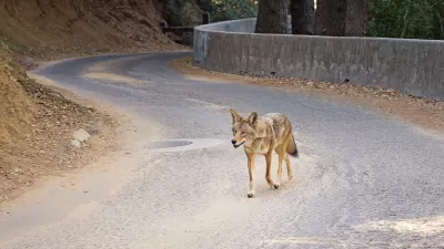 Coyote walking down paved road in Los Angeles park.