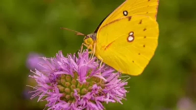 Close-up of yellow dogface butterfly sitting on purple flower.