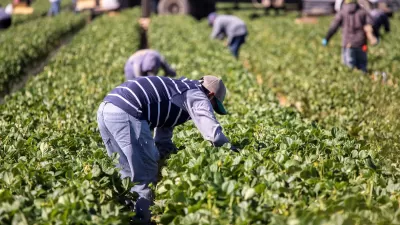Farm workers bending down to pick produce from green rows in field with tractor in background.