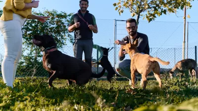 Low angel shot of three people with four dogs in enclosed grassy dog park.