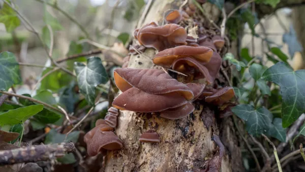 Chinese morel mushrooms growing on a log with green leaves.