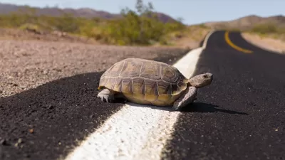 Desert tortoise on asphalt road.