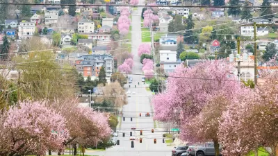 Trees in bloom with pink flowers on a residential street in Seattle, Washington.