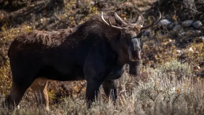 Young bull moose stands in grassy field in Bridger-Teton National Forest