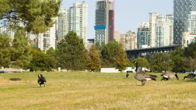 Canada geese on lawn in city park with high-rise buildings in background in Vancouver, Canada.