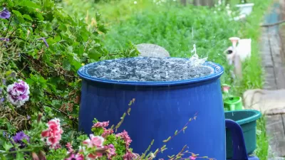 Blue rain barrel full of water in a green garden with pink flowers in foreground.