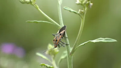 Close-up of yellow and black goldspotted oak borer beetle on blade of grass.