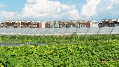 View of field of produce and hoop house on urban farm, with a line of multistory buildings in the background.