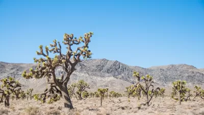 A Joshua tree forest in the Mojave desert with mountains in background.