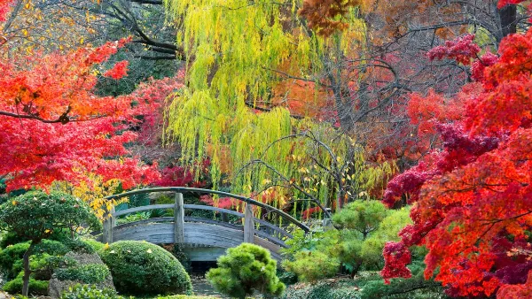 An arched bridge over a pond in a Japanese garden surrounded by bright red and yellow foliage.