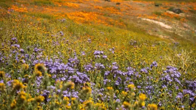 View of purple, orange, and yellow wildflowers on hillside during California superbloom