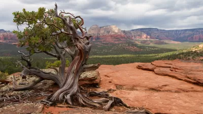 Manzanita tree against red rock desert background.
