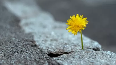 Close-up of yellow dandelion flower poking through crack in broken concrete