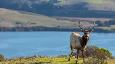 Young male Tule elk stands on green outcrop with lake in background in California