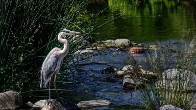 Blue heron stands on rock in Los Angeles River with green reeds in background.