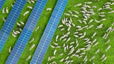 Aeriel view of white sheep grazing on green grass between rows of solar panels.