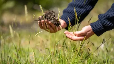 Close-up of hands holding soil above tall grass.
