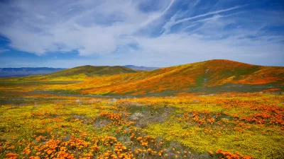Orange California poppies in bloom over gently rolling hills in Southern California's Antelope Valley Poppy Reserve.