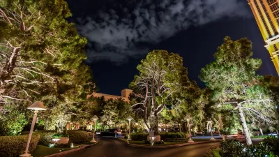 Large trees on street in Las Vegas at night.